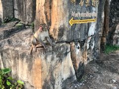 -海南热带野生动植物园