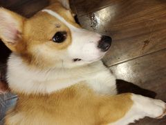 -柯斗斗主题餐厅·狗咖·围炉煮茶·茶饮(国瑞升平里店)