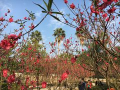 -南国桃园旅游度假区