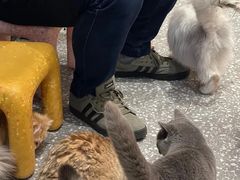 -囡的喵喵酱·萌宠生活馆·宠物洗护美容(胶州路店)