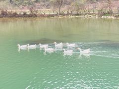 -靖西鹅泉风景区
