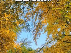 -三里屯东五街银杏大道