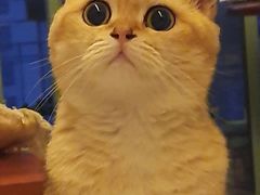 -东方名猫馆·英短金渐层布偶猫舍(环线广场1号楼店)