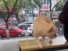 -艾贝尔宠物医院 ·中兽医·宠保定点(北门桥店)