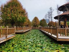 -五缘湾湿地公园