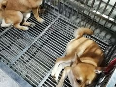 -中环花鸟鱼虫市场