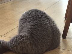 -是阿柴呀！柴犬咖啡·爱喵喵猫咖