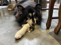 -more than meow吴止猫主题餐厅(承德 中船汇店)