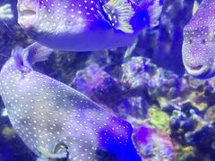 -太平洋海底世界