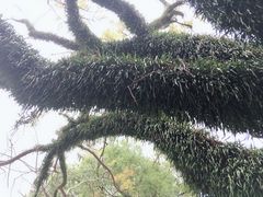 -香港大学