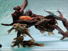 -青石桥花鸟鱼虫市场(叠翠城店)