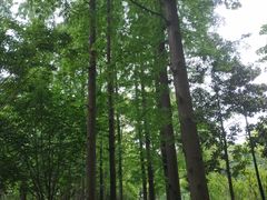 -徐家汇源景区-衡山公园