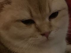 -东方名猫馆·英短金渐层布偶猫舍(环线广场1号楼店)