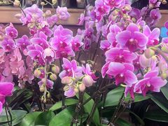 -双季花艺园艺市场(浦东店)