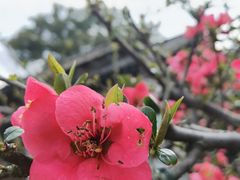 -无锡梅园公园