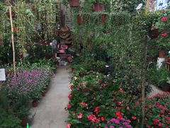 -龙大花卉苗木市场