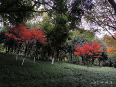 -龙头寺公园