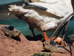 -贝林大翅鲸简餐厅(国家海洋博物馆店)