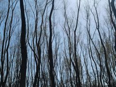 -森林公园(尖草坪区)