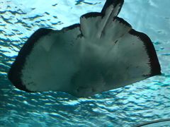 -瑞普利水族馆