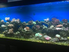 -御唐府海珊瑚主题餐厅