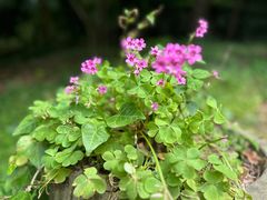 -上海佘山国家森林公园天马山园