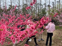 -前小桔亲子创意农场·草莓采摘·露营烧烤