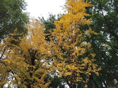-重庆平顶山公园