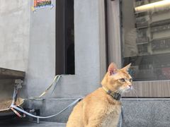 -Again Coffee Roaster(香蜜湖店)