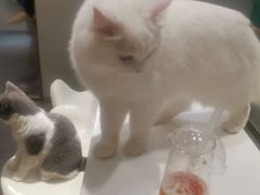-飞行喵MR PILOT|猫舍·猫咖(静安大融城店)
