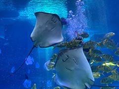 -泉城欧乐堡海洋极地世界