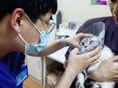 -北京观赏动物医院·24小时大型综合·猫专科·异宠专科