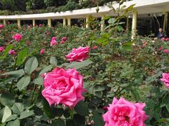 -人民公园(罗湖区)