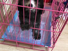 -翊宠yipet猫狗购宠庄园犬舍•猫舍