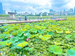 -月湖风景区