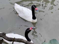 -上海野生动物园