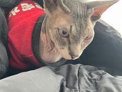 -共舞时光猫咖·狗咖(新街口店)