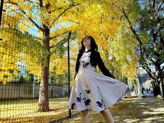 -三里屯东五街银杏大道