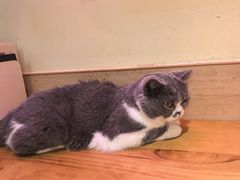 -滚猫咖啡·猫咖·猫友好撸猫(未来城店)