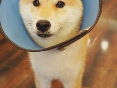 -豆柴町-柴犬主题狗咖(红鼎国际C座店)