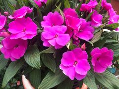 -秦美花卉(天朗·莱茵小城2期店)