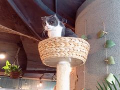 -共舞时光猫咖·狗咖(新街口店)