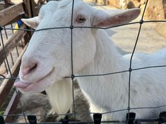 -神户市立六甲山牧场