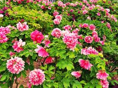 -曹州百花园