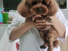 -宠福鑫康馨动物医院·骨科·眼科