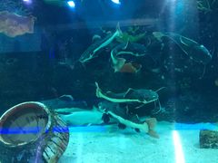 -石家庄海洋公园
