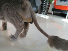 -欧奕国际动物医院