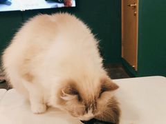 -飞行喵MR PILOT|猫舍·猫咖(静安大融城店)
