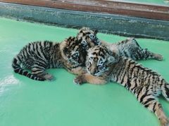 -栾川竹海野生动物园