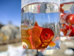 -中环花鸟鱼虫市场